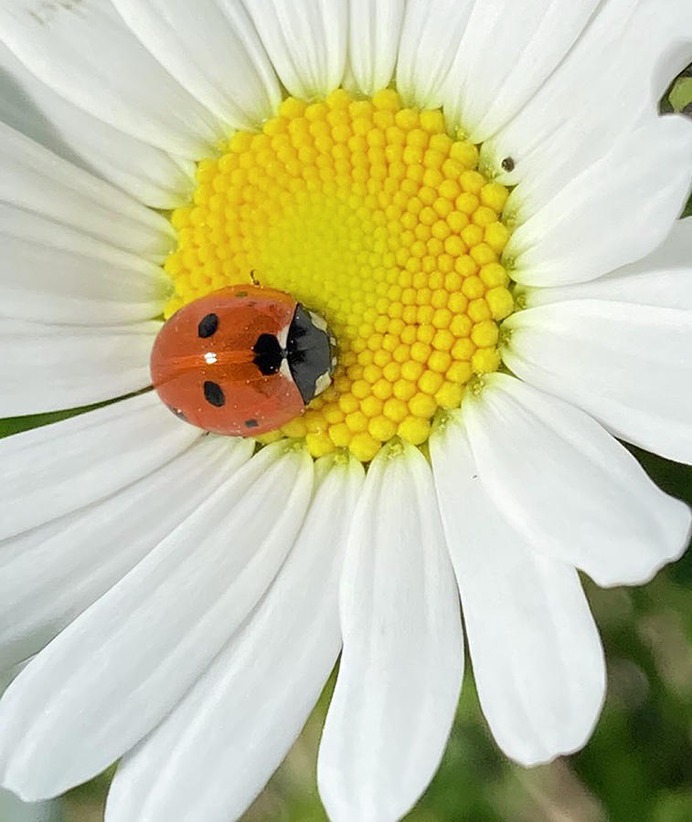 daisy painting & daisy paint by number #painting
