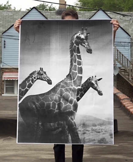 Giraffes Poster by debbiecarlos on Etsy #photography #giraffes #poster