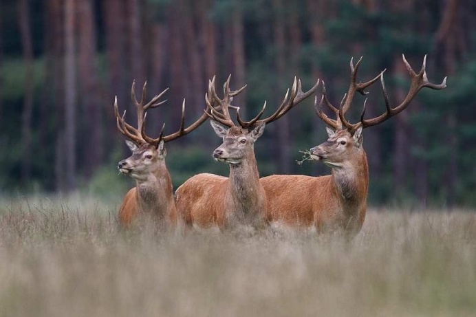 Gorgeous Animal Portraits by Pim Leijen