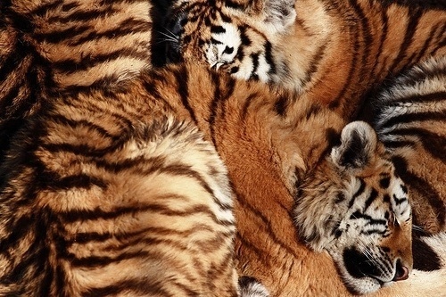 enthusiasm documented #tiger