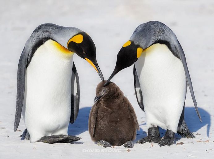 Breathtaking Wildlife Bird Photography by David Stowe