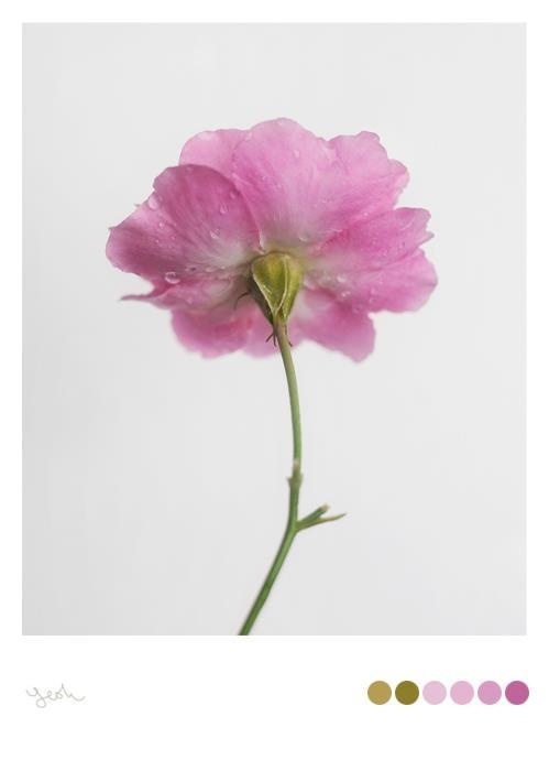 Yeohgh #flower #colour