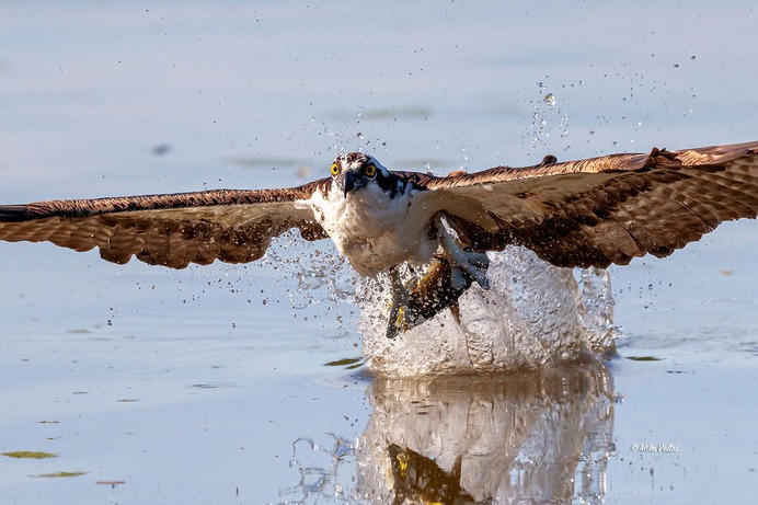 Osprey