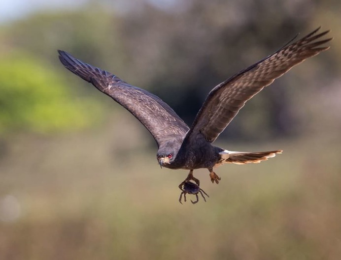 Amazingly Beautiful Birds Photography by Corey Hayes
