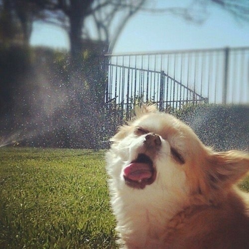 Image Spark - MsValo #funny #haha #dog