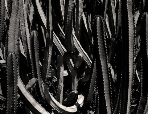 Whitney Hubbs | PICDIT #photo #photography #white #black