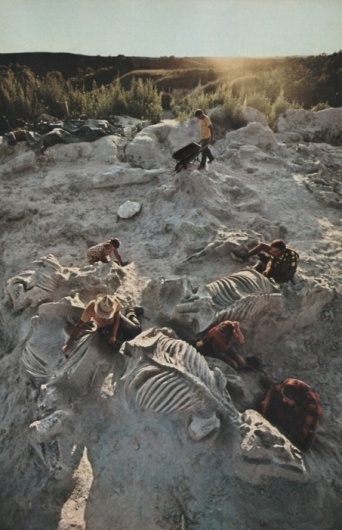 tumblr_lvk5z0yyiO1r7ny87o1_500.jpg (JPEG Image, 453 × 700 pixels) #dinosaur #paleontology #geograpic #national
