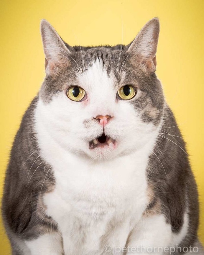 Fat Cats Project by Pete Thorne
