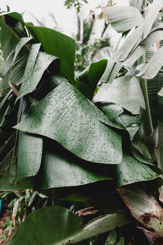 Nature, rain, green and jungle HD photo by Georgia de Lotz (@georgiadelotz) on Unsplash