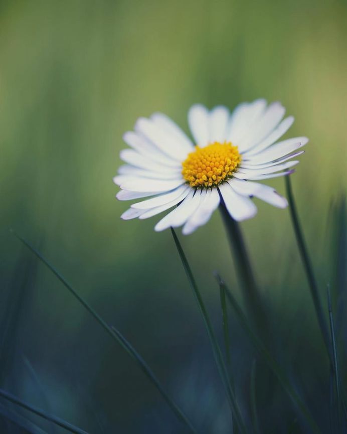 #floral_shots: Beautiful Macro Flower Photography by Christian Mu