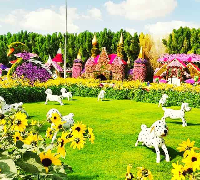 Dalmatian puppies at Dubai Miracle Garden. Dalmatians became part of the Dubai Miracle Garden in its Season 7 which was inaugurated on 1st of November 2018.