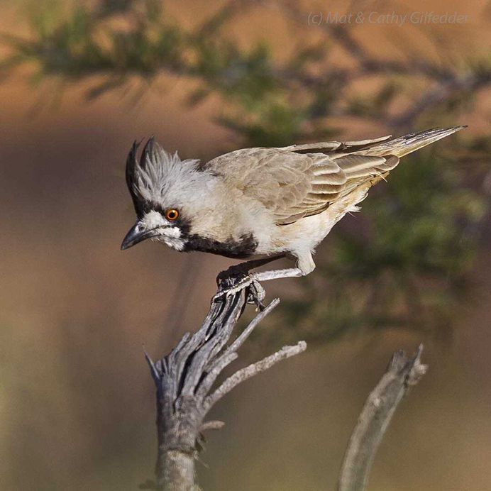 #birdsofinstagram: Spectacular Bird Photography by Mat & Cathy Gilfedder