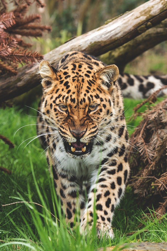 Wild!
