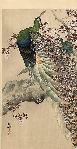 coqueterías - FFFFOUND! | JAPAN PRINT GALLERY: Peacocks #peacock #print #japan