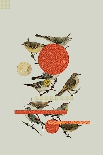 momentitus (Bird (by Dewey Saunders)) #birds #collage #orange
