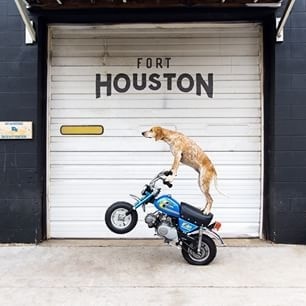 Instagram photo by thiswildidea - Poppin' wheelies alllll day!Getting pumped on hitting the road with this pup via motorcycle and sidecar # #moto #dog