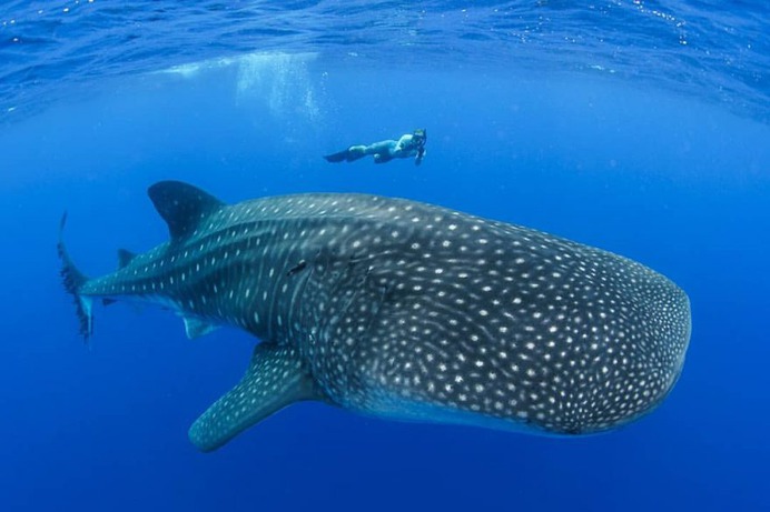 Majestic Underwater Shark Photos by Simon J Pierce