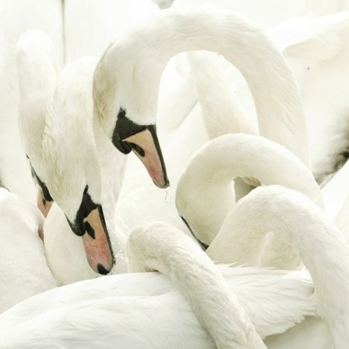 Sara Lindholm - juliaelise: swans hugging