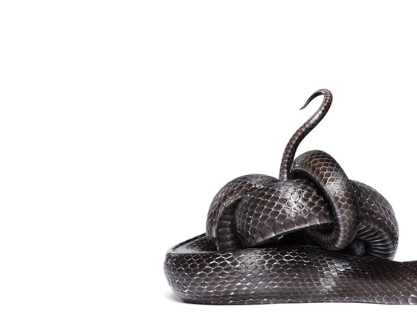 Main #scales #tail #black #snake