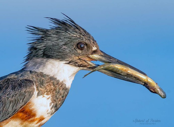 #your_best_birds: Fantastic Birds Photography by Robert S. Parker