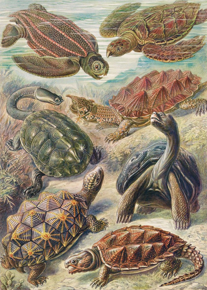 "Chelonia Schildkroten" Poster Print on metal by Sam Kal