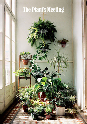 tumblr_mt8n5xy15H1r8crqao1_500.jpg 500×708 pixels #window #light #plants #green
