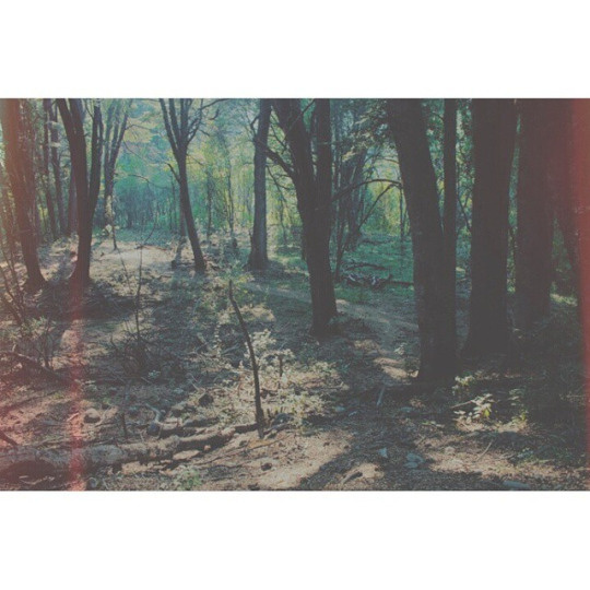 nature, forest Bariloche, Argentina #oldphoto #photo #bariloche #nature #grain #forest