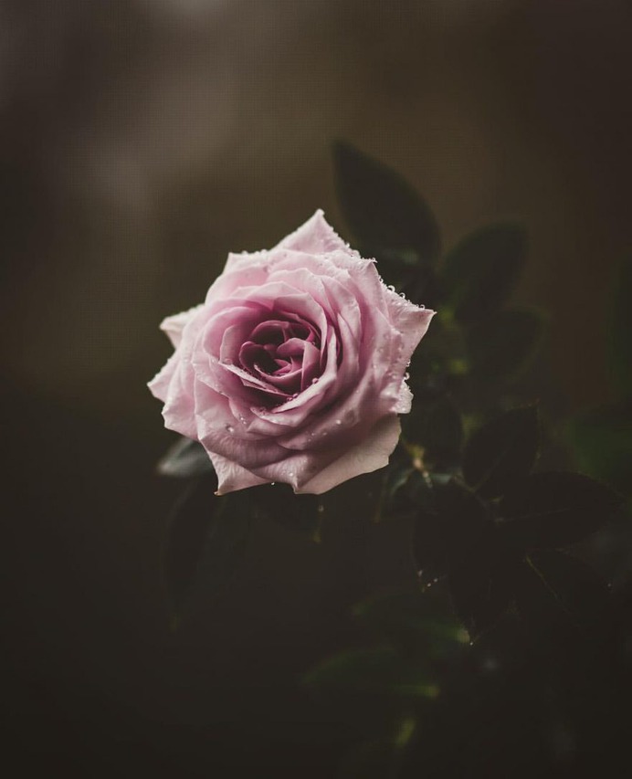 #flowerstagram: Creative Flowers Photography by Hiko Takahashi