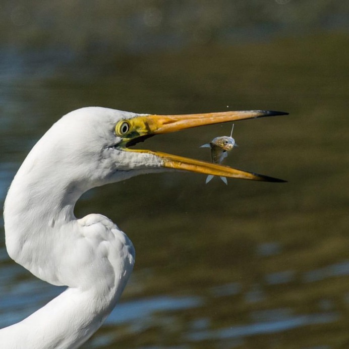 #birdstagram: Striking Bird Photography by Michael Jury