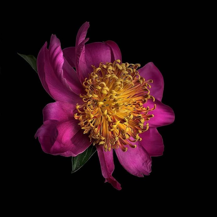 Fine Art Flower Photography by Cristiane Teston
