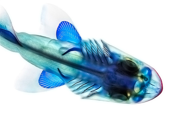 adam summers dyes fish specimens to reveal their anatomy #fish #vertebra