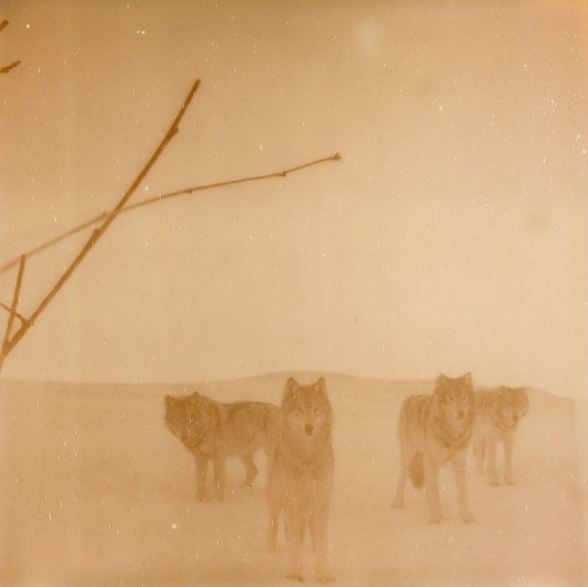 A5.jpg 670×669 píxeles #iglesias #wolves #polaroid #landscape #photography #assaf