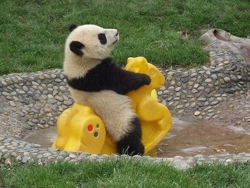 WEARETADO #panda #rocking