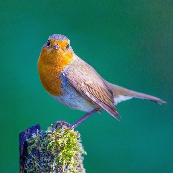 #birdsofinstagram: Incredible Bird Photography by Warren Price