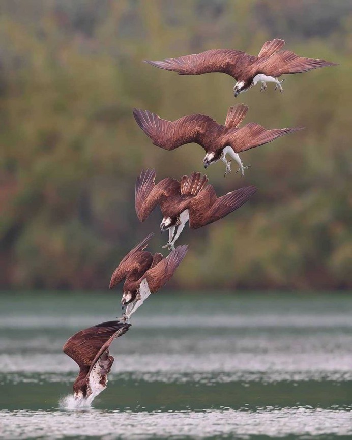 Birds of Taiwan: Brilliant Birds Photography by Chen Chengguang