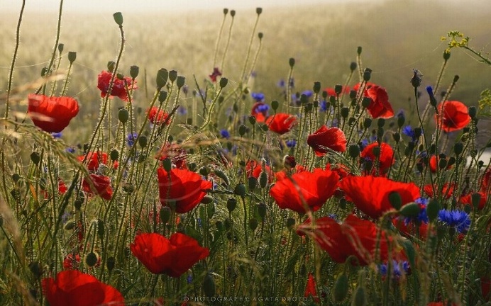 #flowers#nature#red#purple
