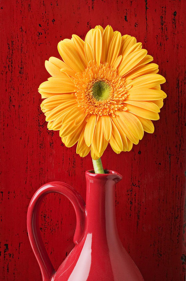 daisy painting & daisy paint by number #painting