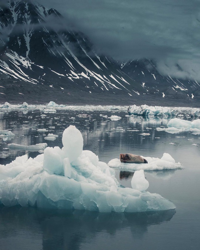 ~ Bearded seal resting in a glacier lagoon. Northern Svalbard. by @kpunkka