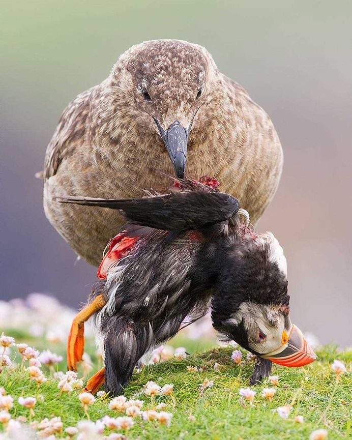 Photographer Sunil Gopalan Captures Striking Photos of Birds on Five Continents