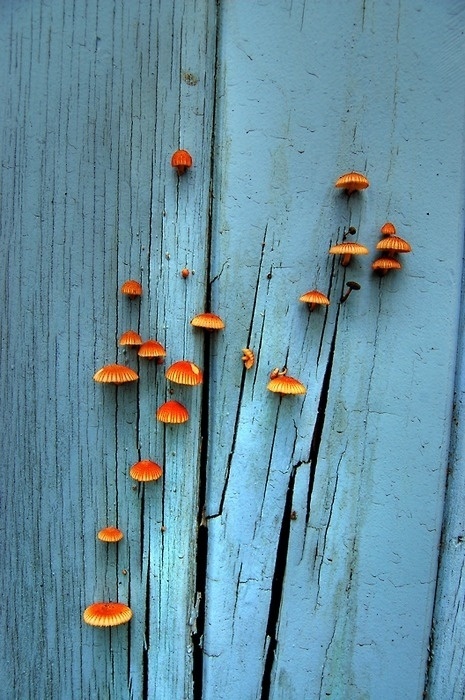tumblr_lx183fxJKp1qei7a7o1_500.jpg 465×700 píxeis #blue #nature