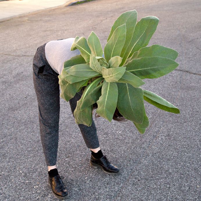 brookeplant.jpg