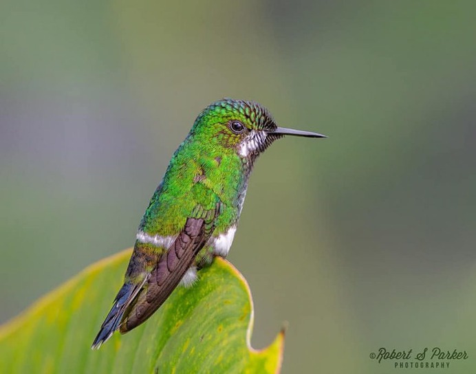 #your_best_birds: Fantastic Birds Photography by Robert S. Parker