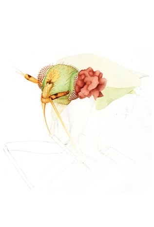 Cornelia Hesse-Honegger #cornelia #bug #insect #honegger #nuclear #hesse