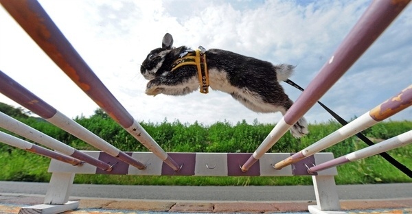 Google Image Result for http://msnbcmedia.msn.com/j/MSNBC/Components/Photo/_new/pb 110627 rabbit 7a.photoblog900.jpg #rabbit