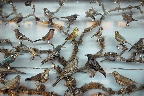 birds | Flickr - Photo Sharing! #jetpac #jane #birds #photography #mcdevitt #maraid #magazine