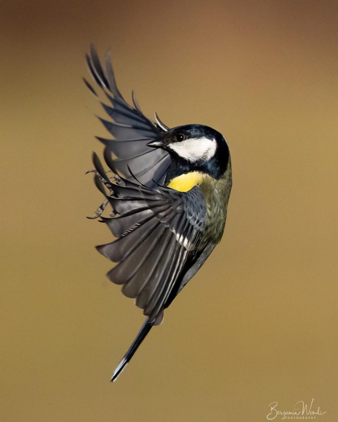 #birdlife: Beautiful Bird Photography by Benjamin Wende