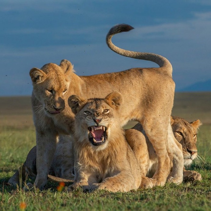 Awesome Wild Animals Photography by Daniel Rosengren