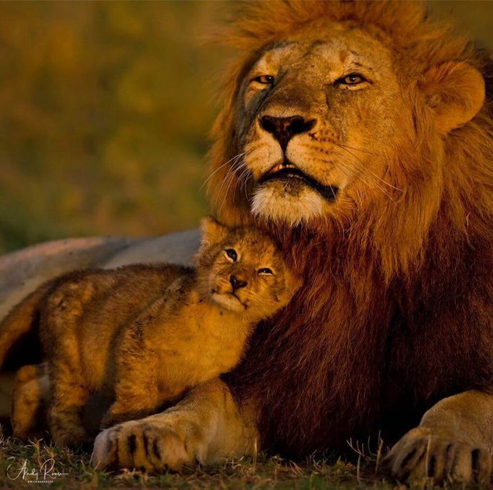Spectacular Wildlife Animals Portraits by Andy Rouse