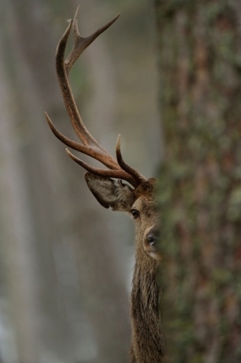 this isn't happiness™ (Stiknord)  #stag #forest #photography #deer