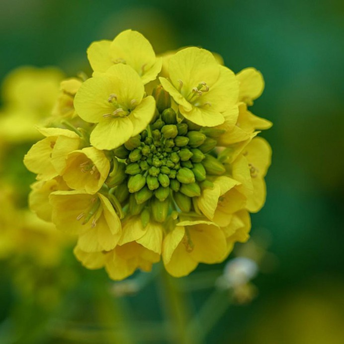 Hisashi Suga Captures The Beauty of Japan's Brilliant Wildflowers